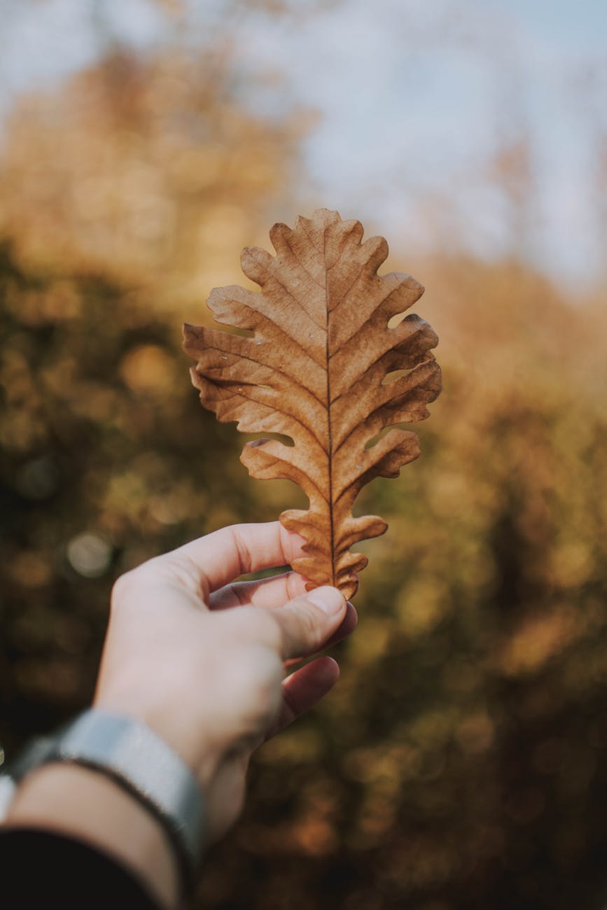 selective focus photography of person holding beige leaf